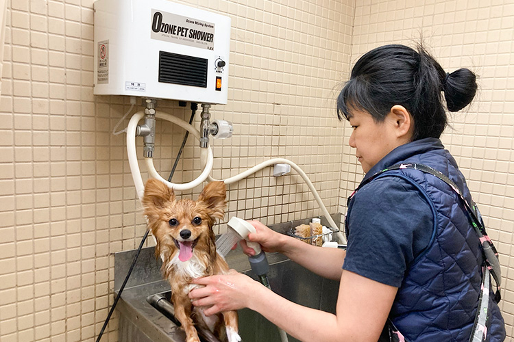 すべてのワンちゃんにナノバブル・オゾン温水シャワーを使用