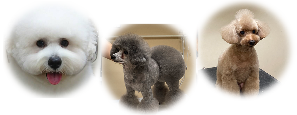 画像をダウンロード ヨークシャテリア イラスト 犬 イラスト ヨークシャーテリア 画像をダウンロード ヨークシャテリア イラスト 犬 イラスト ヨークシャーテリア